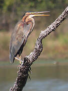 Purple Heron