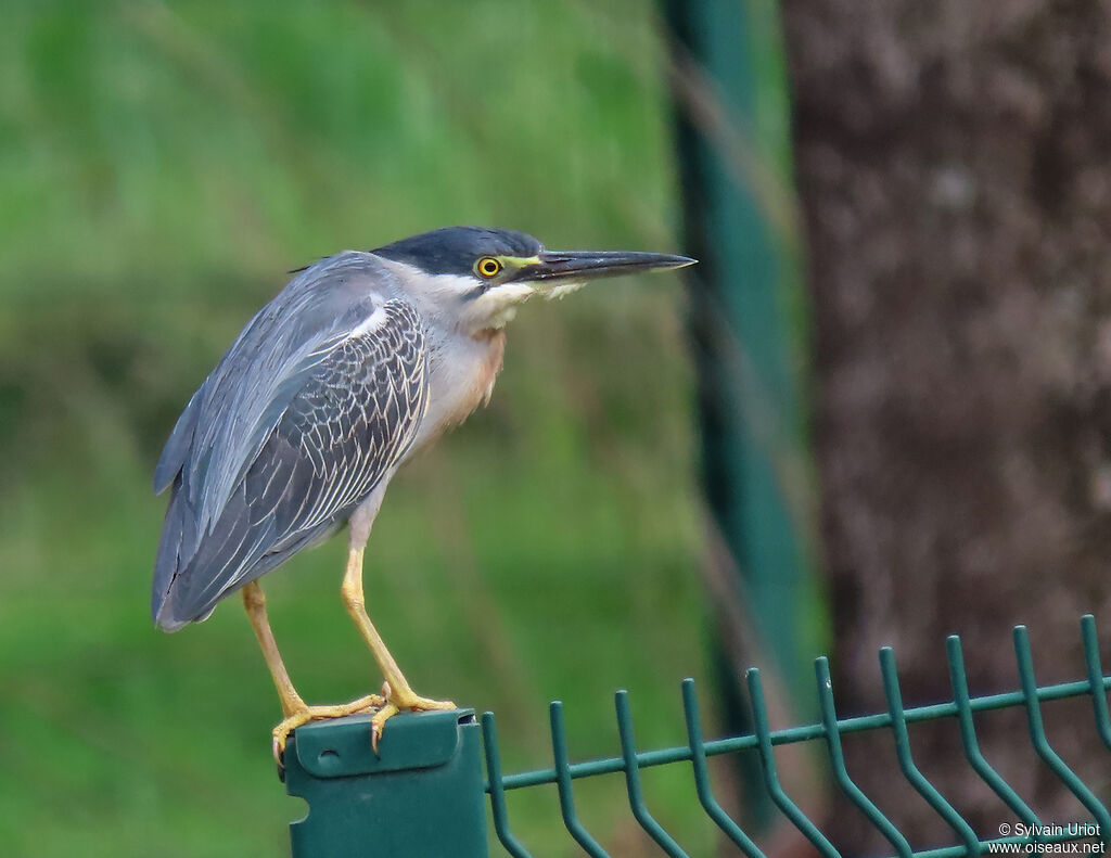 Striated Heronadult