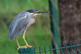 Striated Heron