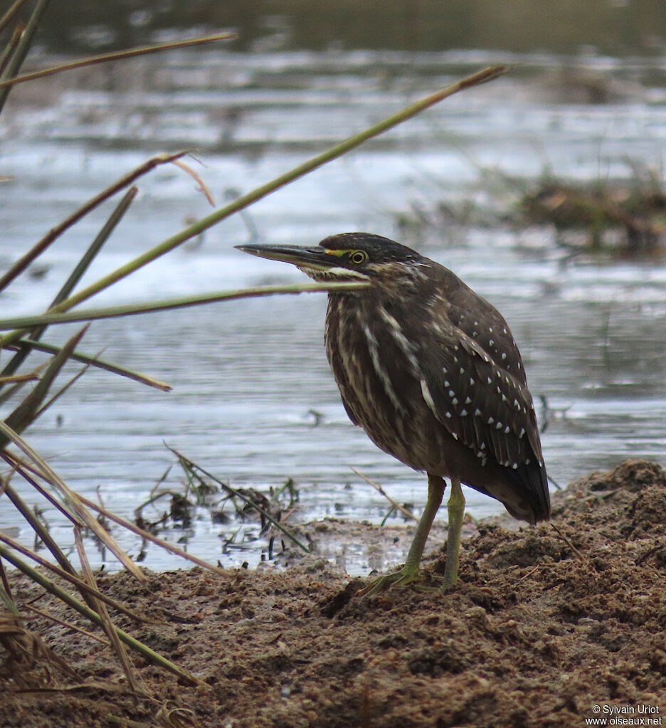 Héron striéimmature