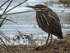 Striated Heron