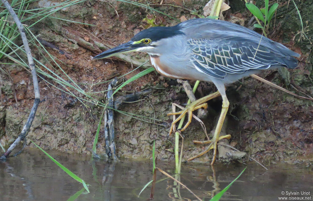 Striated Heronadult