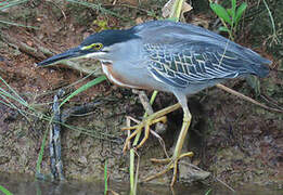 Striated Heron