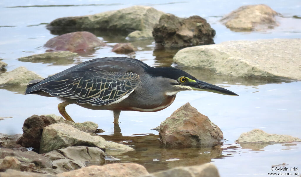 Striated Heronadult