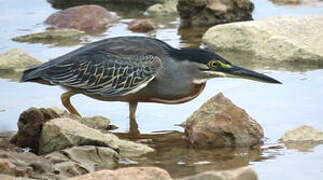 Striated Heron