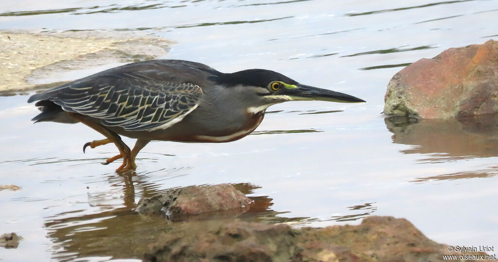 Striated Heronadult