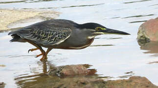 Striated Heron