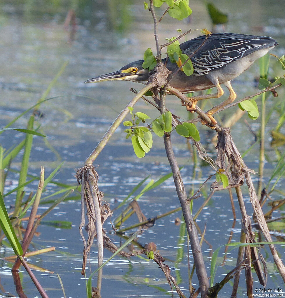 Striated Heronadult