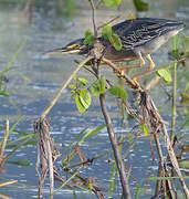 Striated Heron