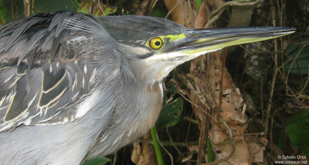 Striated Heronadult