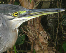 Striated Heron