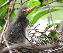 Striated Heron