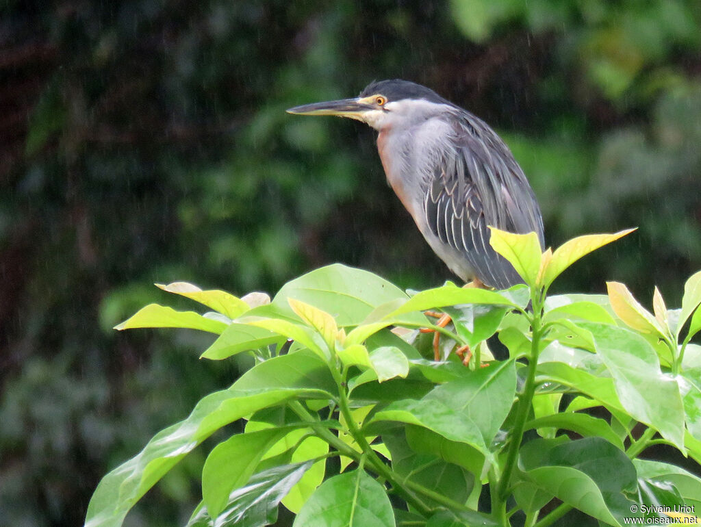 Striated Heronadult