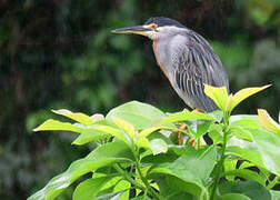 Striated Heron