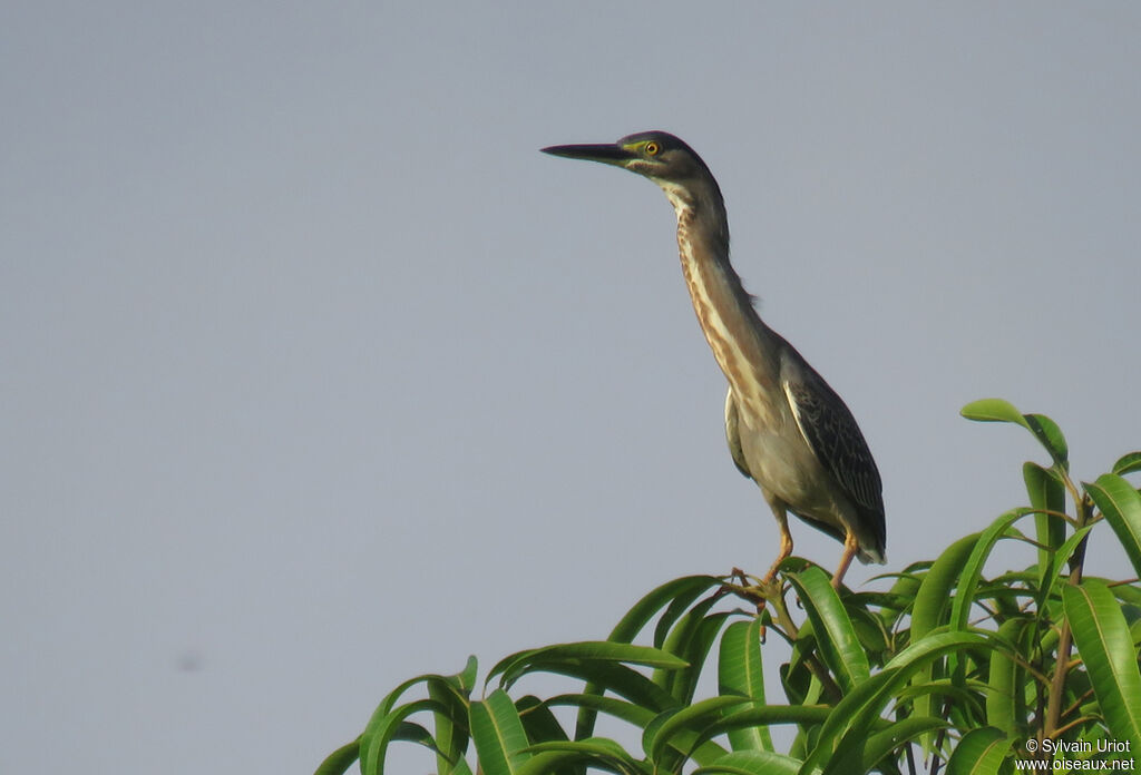 Striated Heronadult