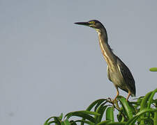 Striated Heron