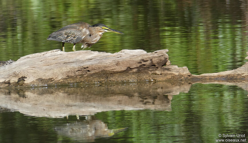 Striated Heronsubadult