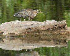 Striated Heron