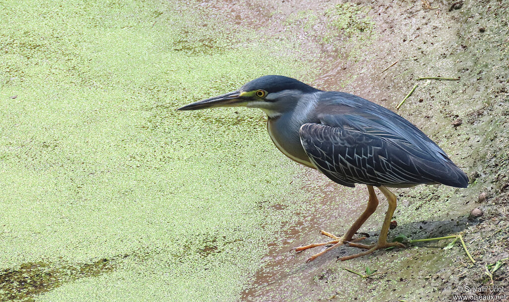 Striated Heronadult
