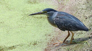 Striated Heron