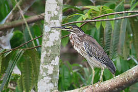 Striated Heron