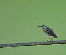 Striated Heron