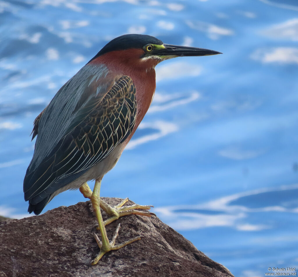 Green Heronadult