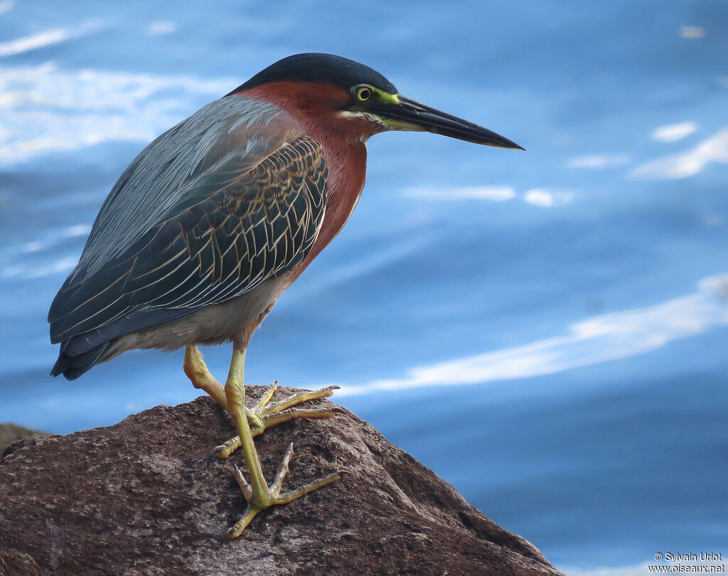 Green Heronadult