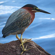 Green Heron