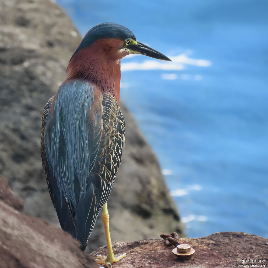 Green Heronadult