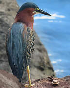 Green Heron