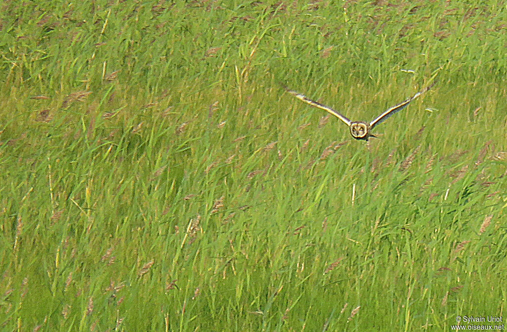 Short-eared Owladult