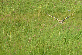 Hibou des marais