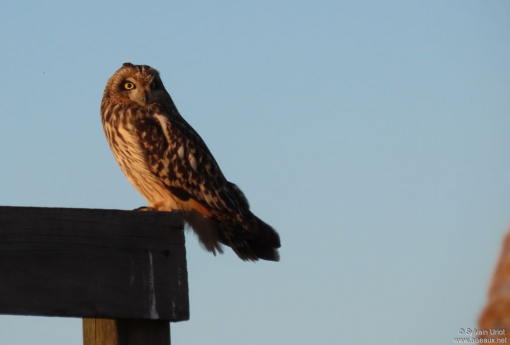 Short-eared Owladult