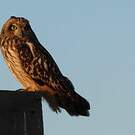 Hibou des marais