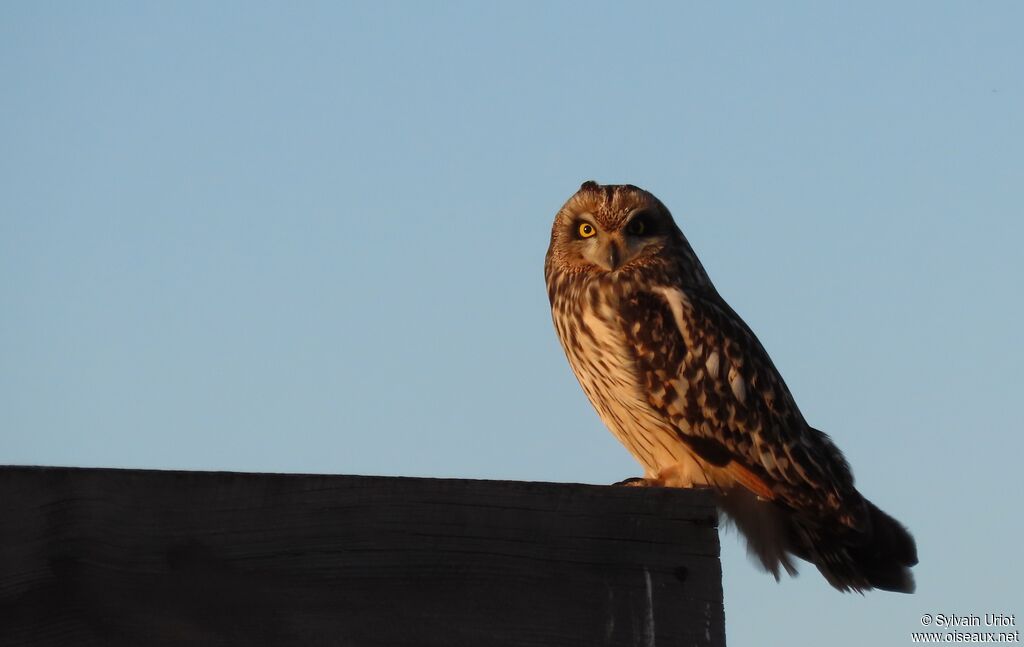 Hibou des maraisadulte