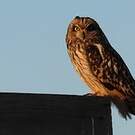 Hibou des marais