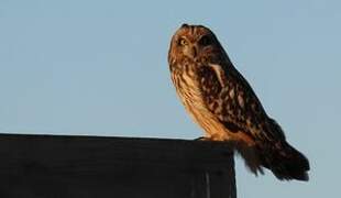 Short-eared Owl