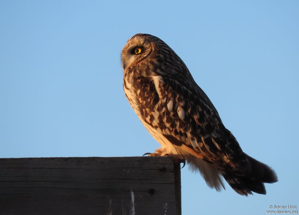 Short-eared Owladult