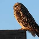 Hibou des marais