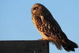 Short-eared Owl