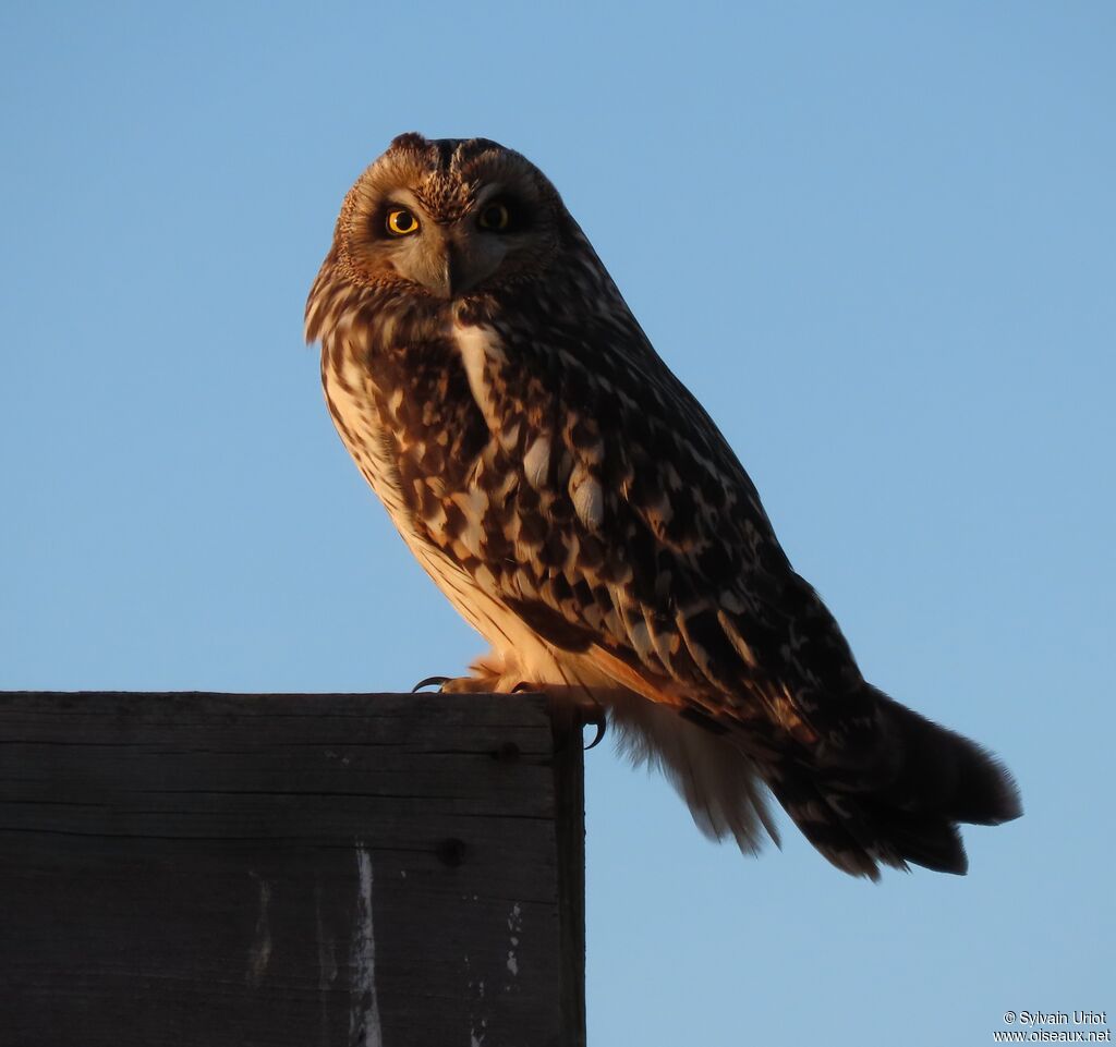 Short-eared Owladult