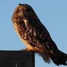 Hibou des marais
