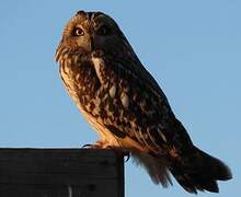 Short-eared Owl