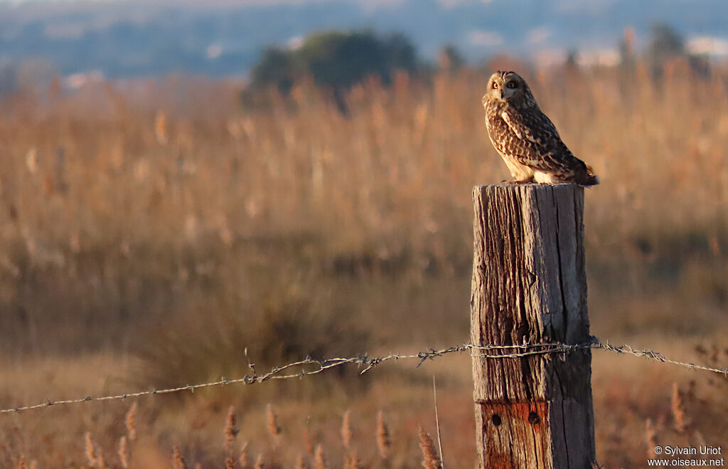 Hibou des maraisadulte