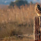 Hibou des marais
