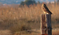 Hibou des marais