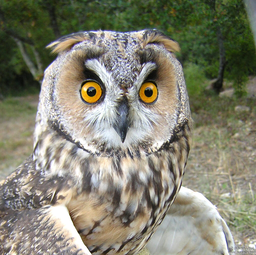 Long-eared Owladult, close-up portrait