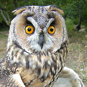 Long-eared Owl