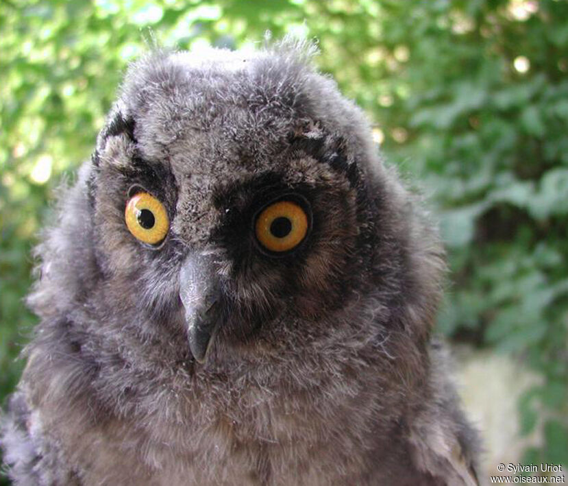 Long-eared OwlPoussin, close-up portrait